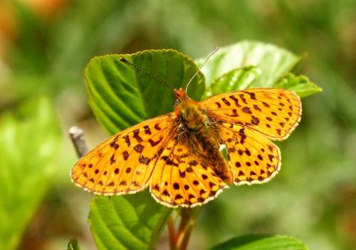 Boloria euphrosyne
